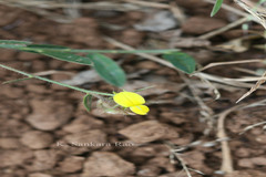 Crotalaria evolvuloides
